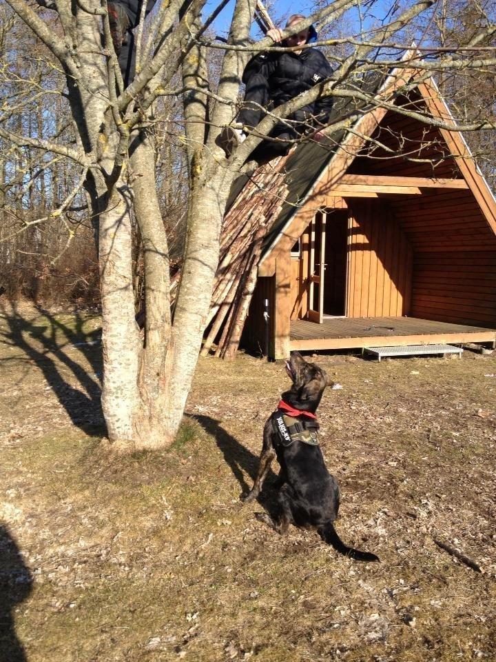 Blanding af racer Tayson billede 24