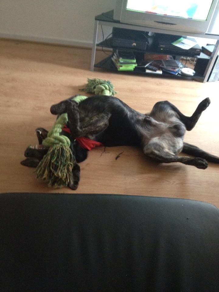 Blanding af racer Tayson billede 28