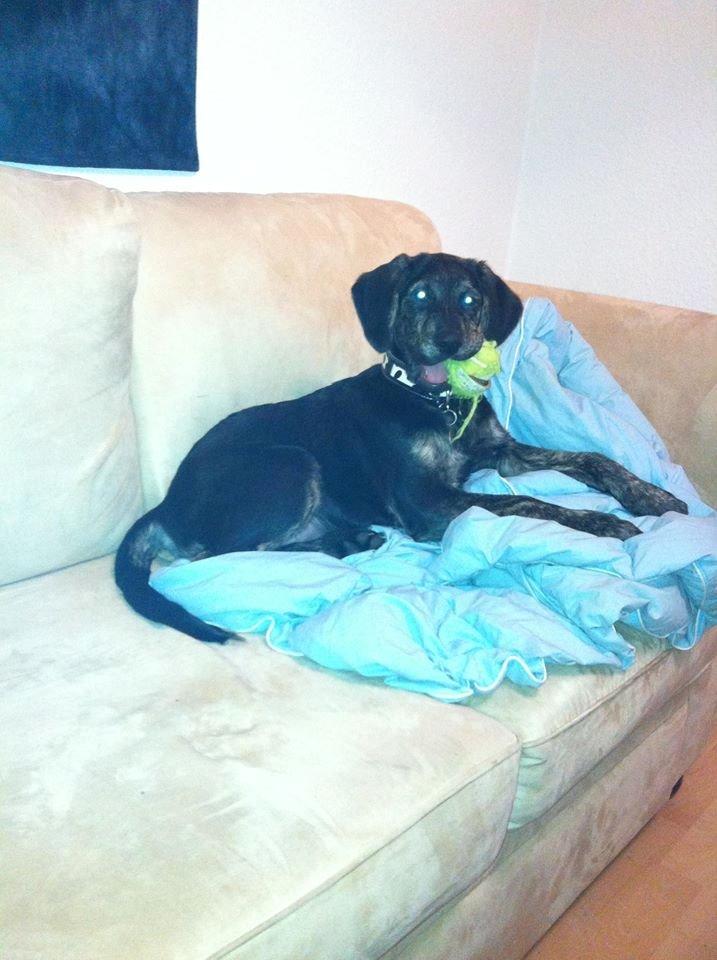 Blanding af racer Tayson billede 27