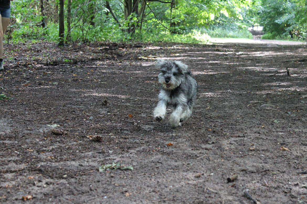 Dvaergschnauzer Ronja billede 20