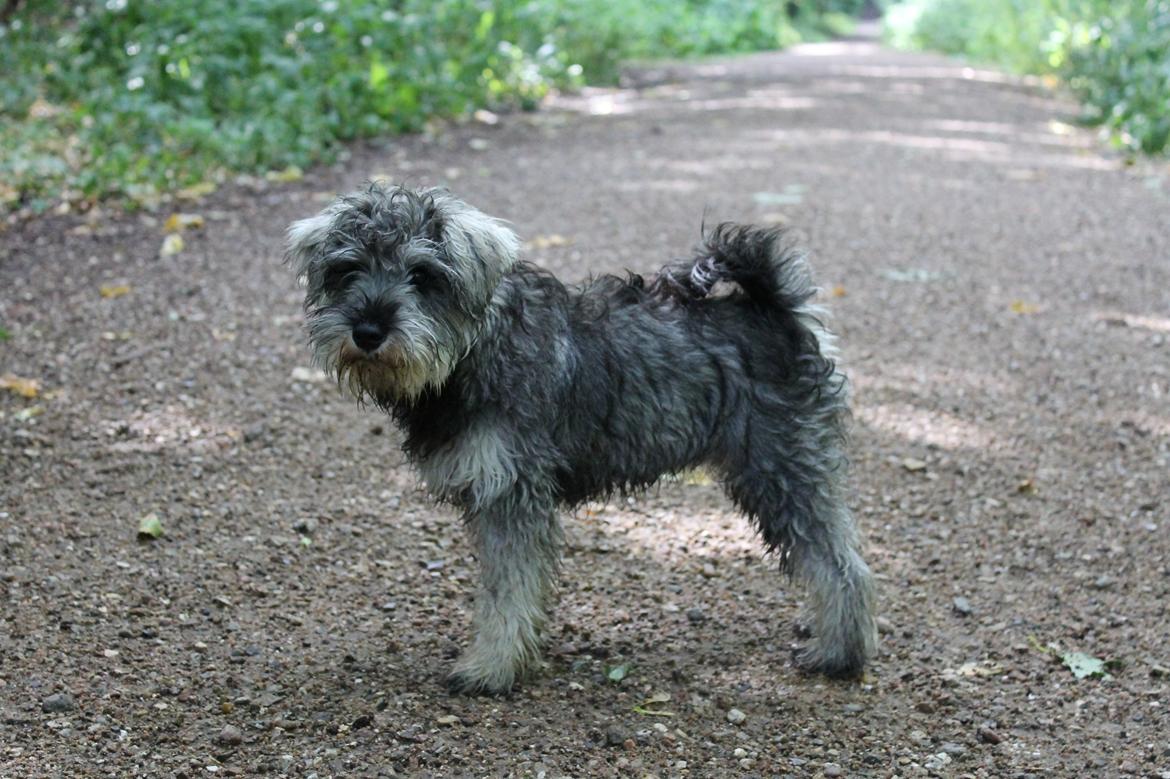 Dvaergschnauzer Ronja billede 1