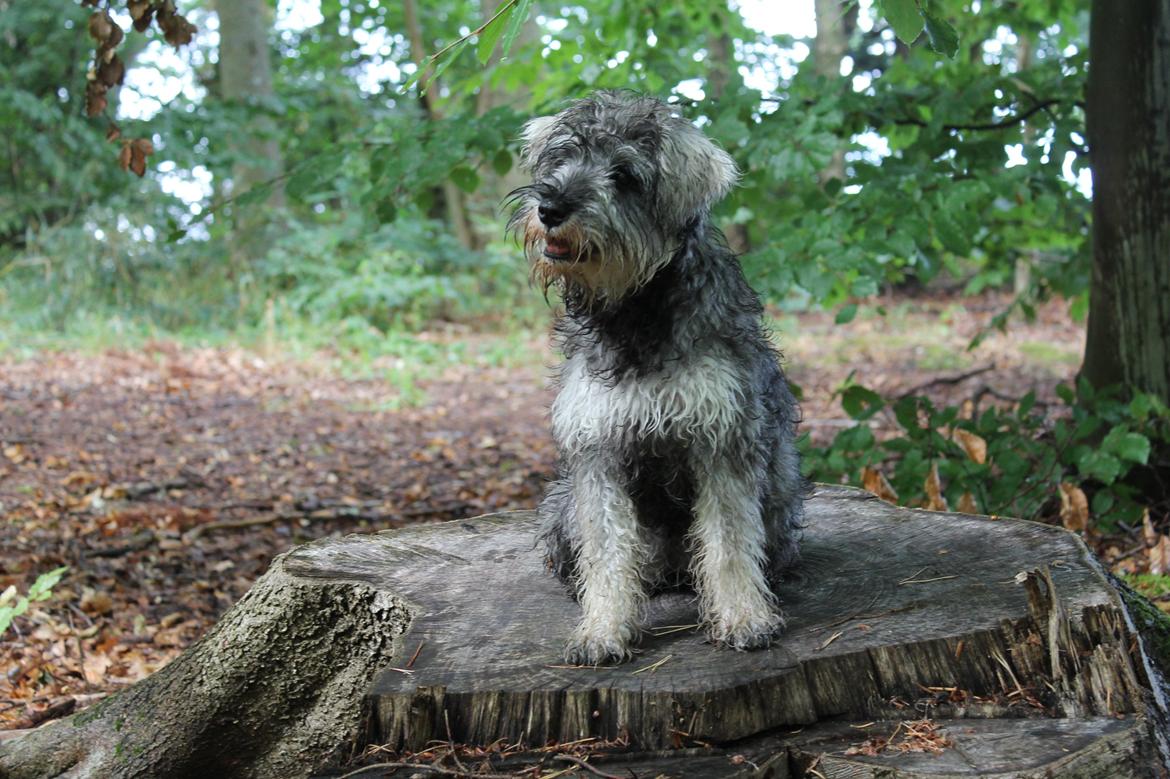 Dvaergschnauzer Ronja billede 22