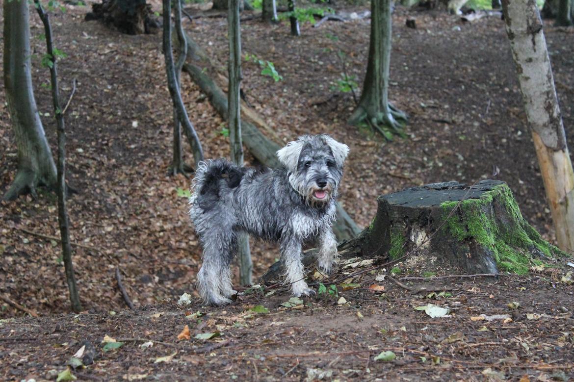 Dvaergschnauzer Ronja billede 23