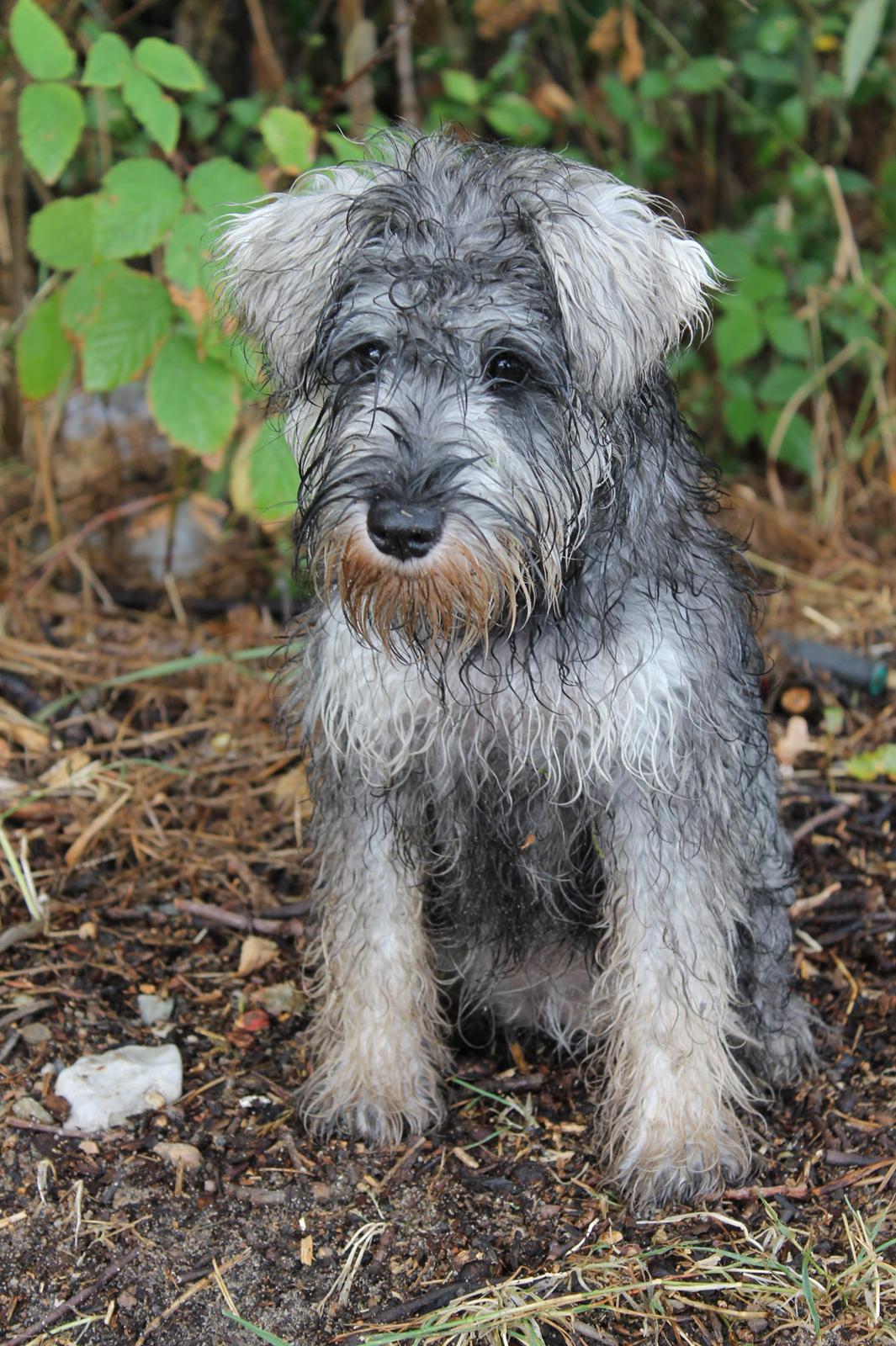Dvaergschnauzer Ronja billede 24