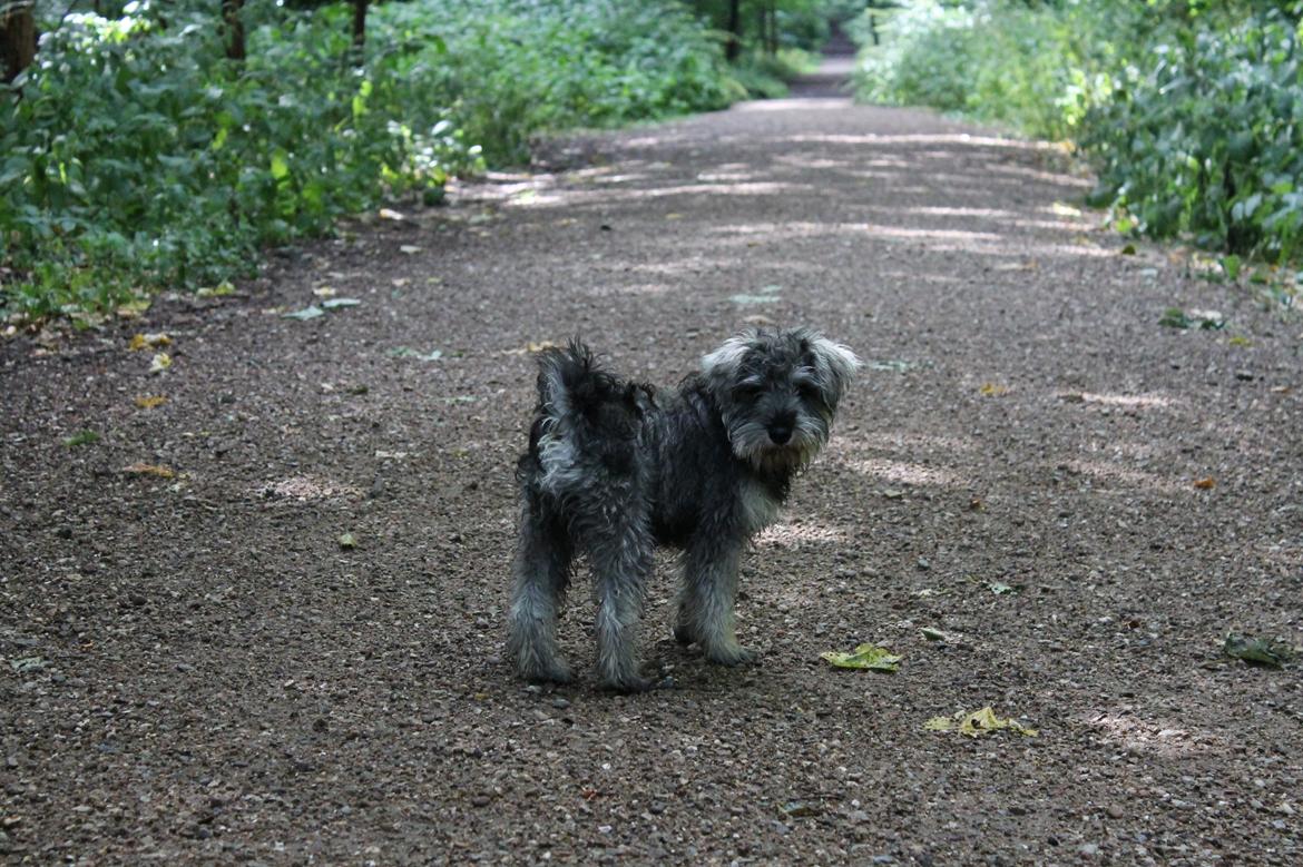 Dvaergschnauzer Ronja billede 21