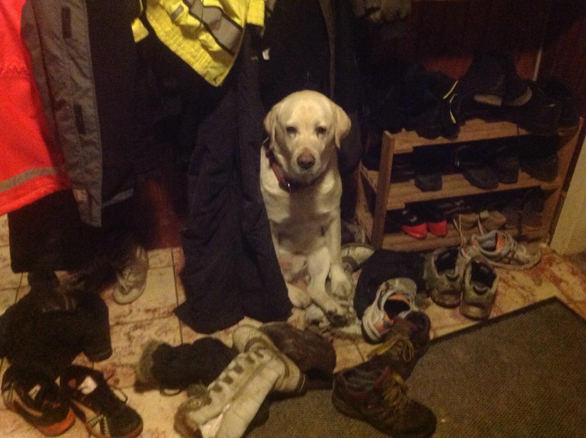 Labrador retriever Jeff <3 <3 billede 1