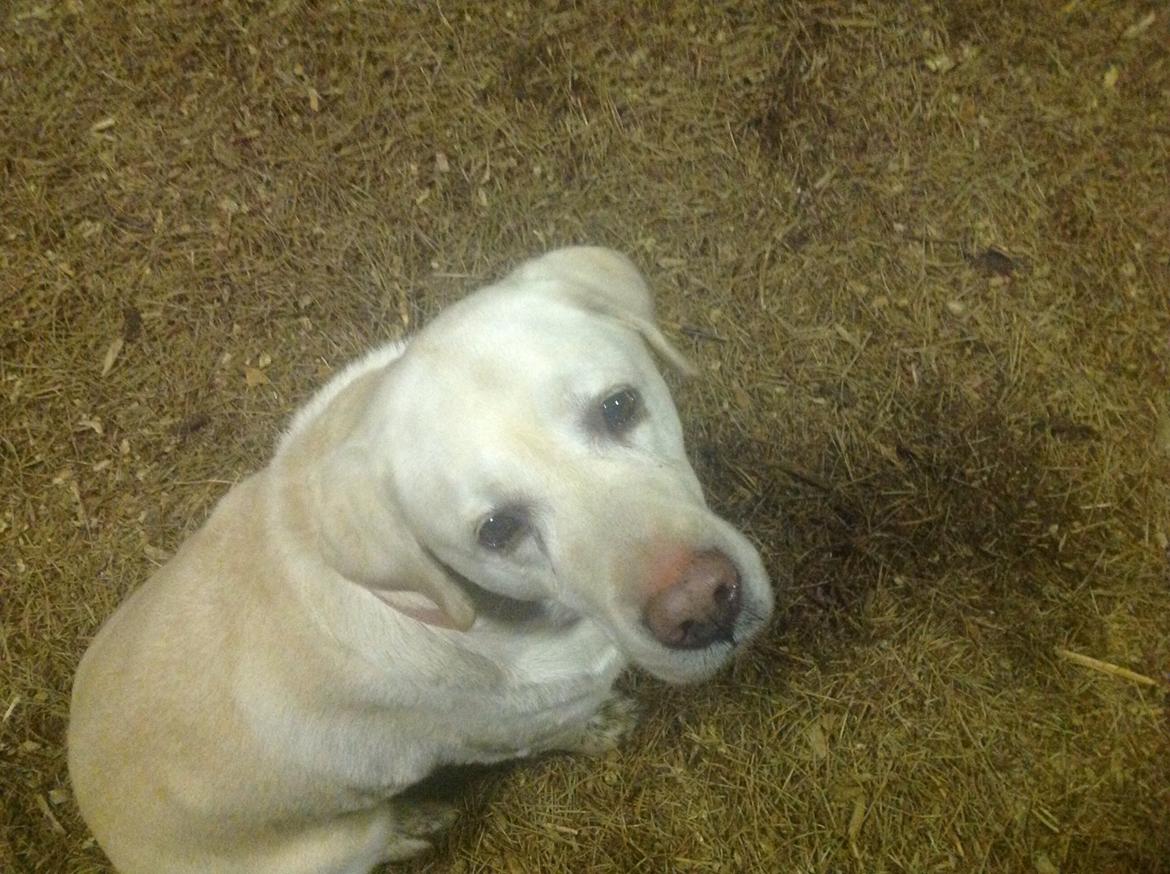 Labrador retriever Jeff <3 <3 billede 2