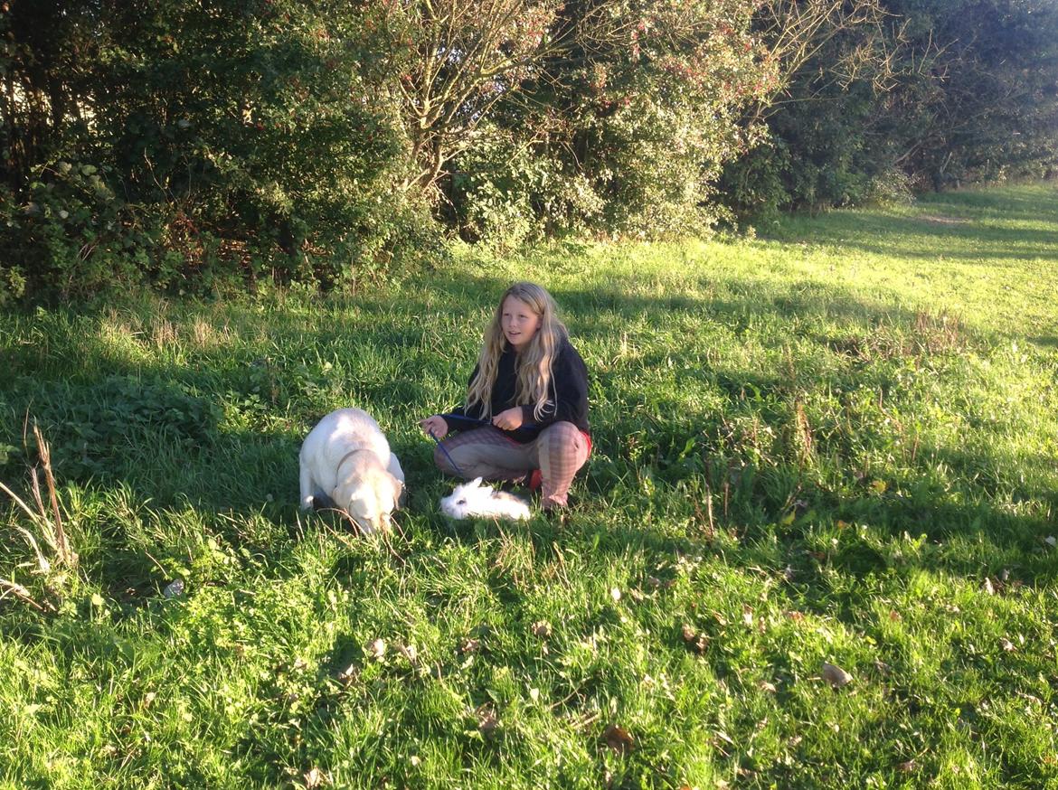 Labrador retriever Jeff <3 <3 billede 4