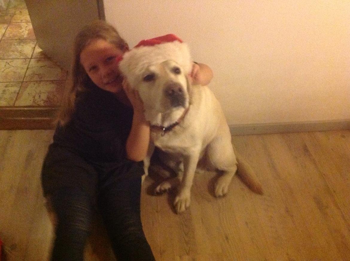 Labrador retriever Jeff <3 <3 billede 5