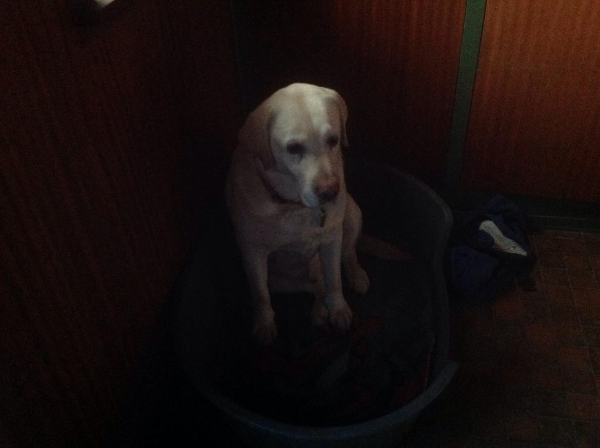 Labrador retriever Jeff <3 <3 billede 3