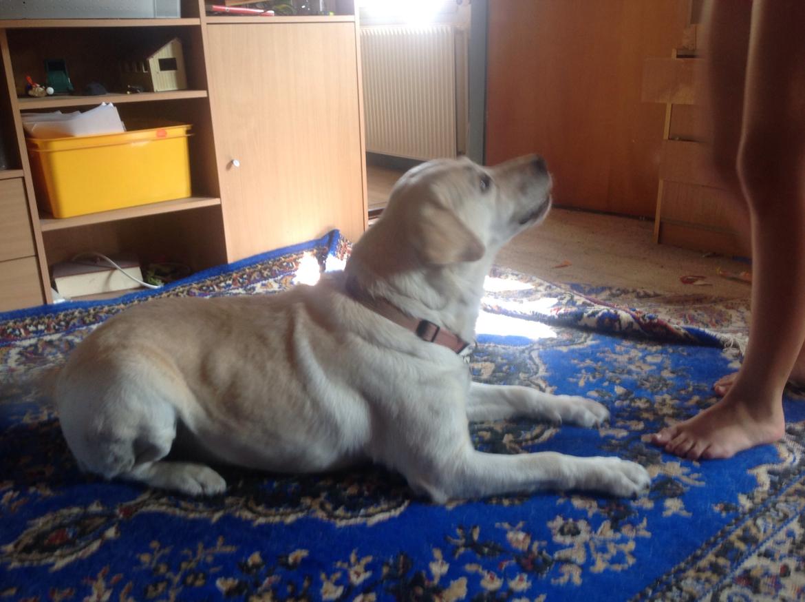 Labrador retriever Jeff <3 <3 billede 6