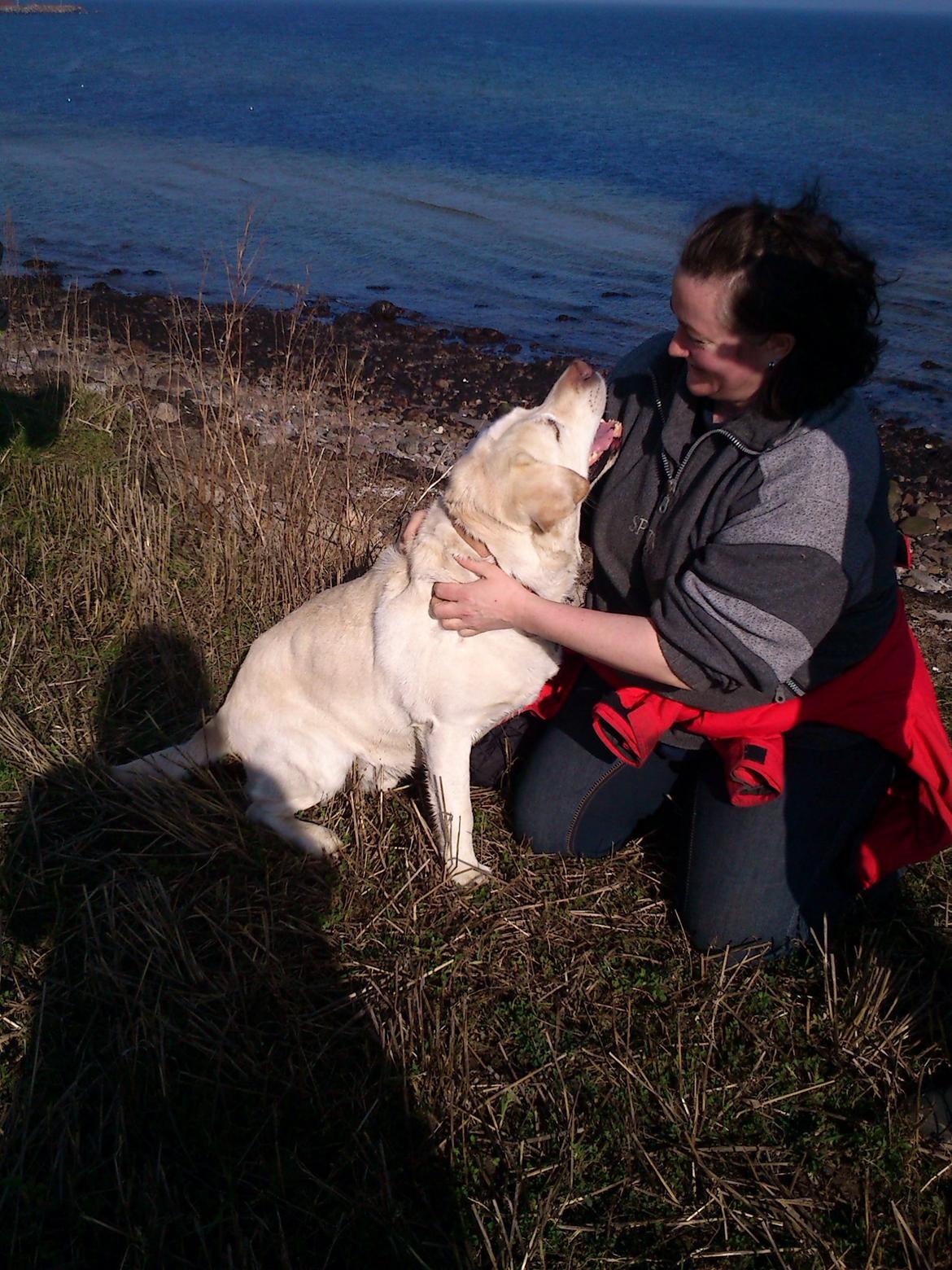 Labrador retriever Jeff <3 <3 billede 7