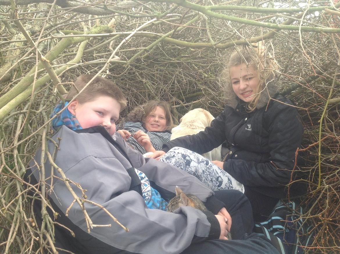 Labrador retriever Jeff <3 <3 billede 8