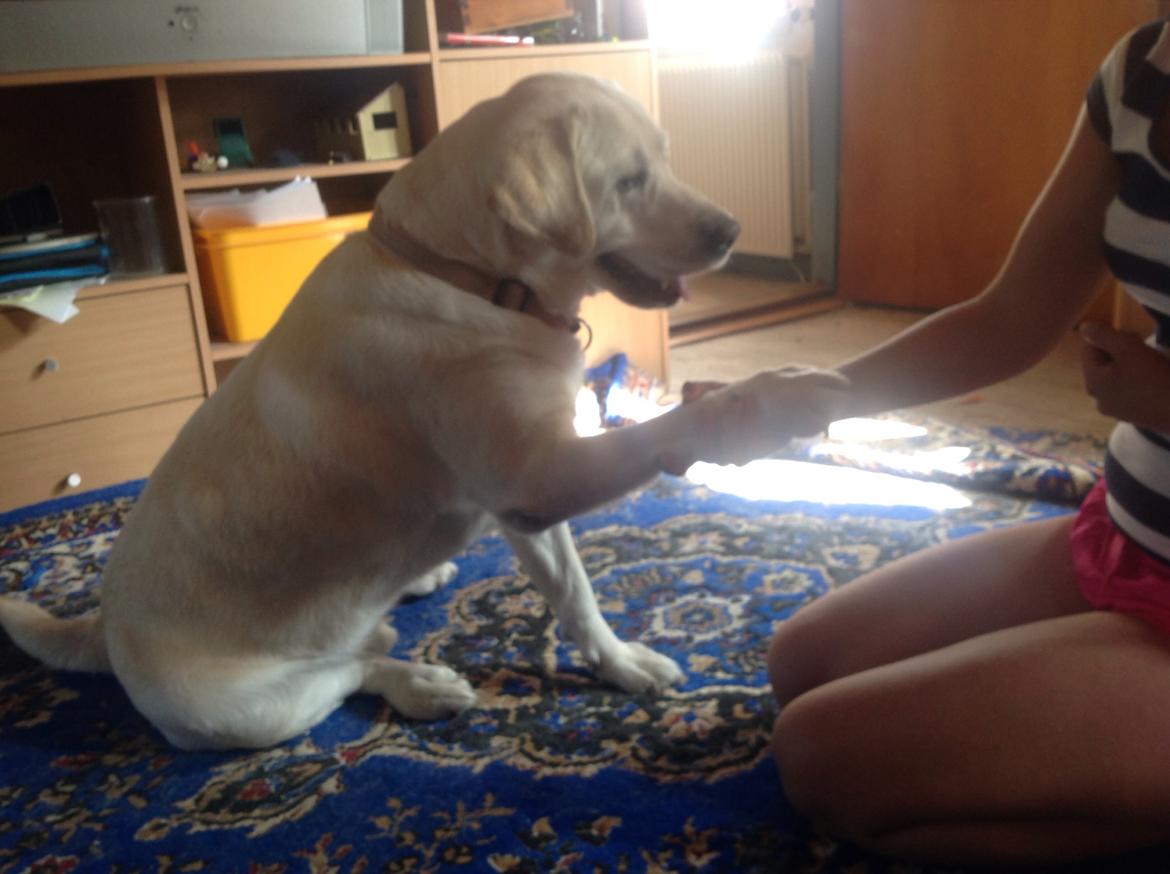 Labrador retriever Jeff <3 <3 billede 9