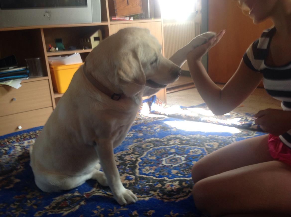 Labrador retriever Jeff <3 <3 billede 10