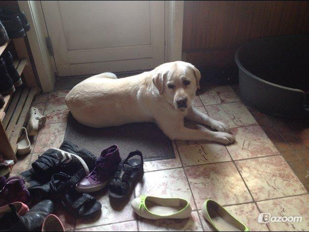 Labrador retriever Jeff <3 <3 billede 11