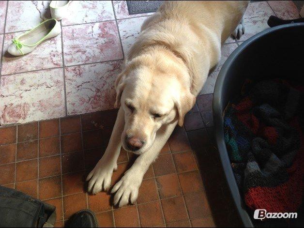 Labrador retriever Jeff <3 <3 billede 12