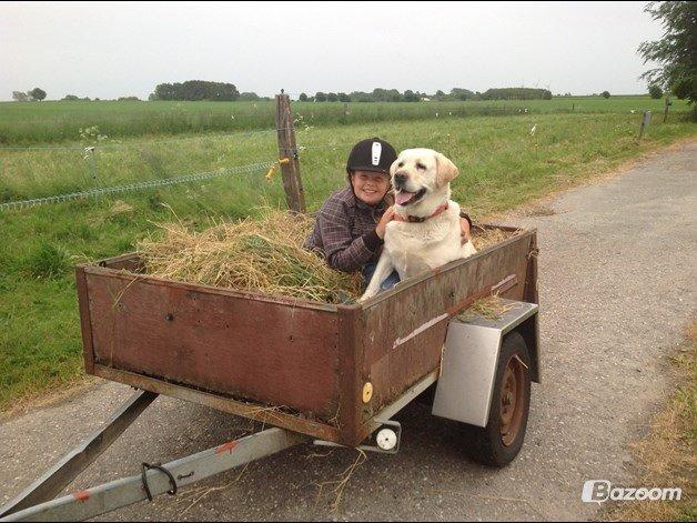 Labrador retriever Jeff <3 <3 billede 13