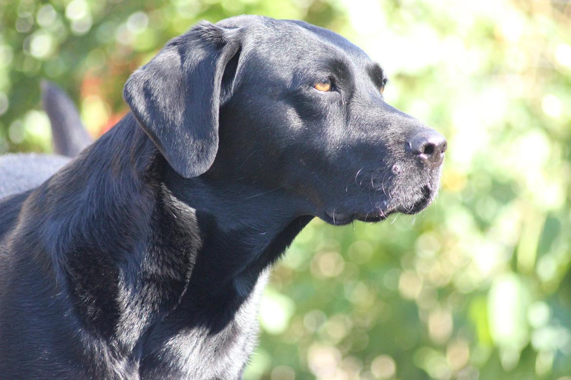 Labrador retriever Alina Mark Bustrup (formel 1) billede 3