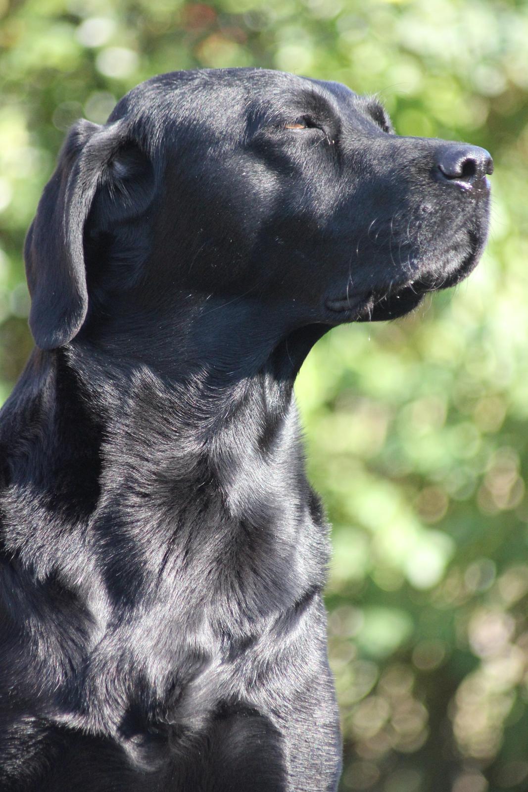 Labrador retriever Alina Mark Bustrup (formel 1) billede 2