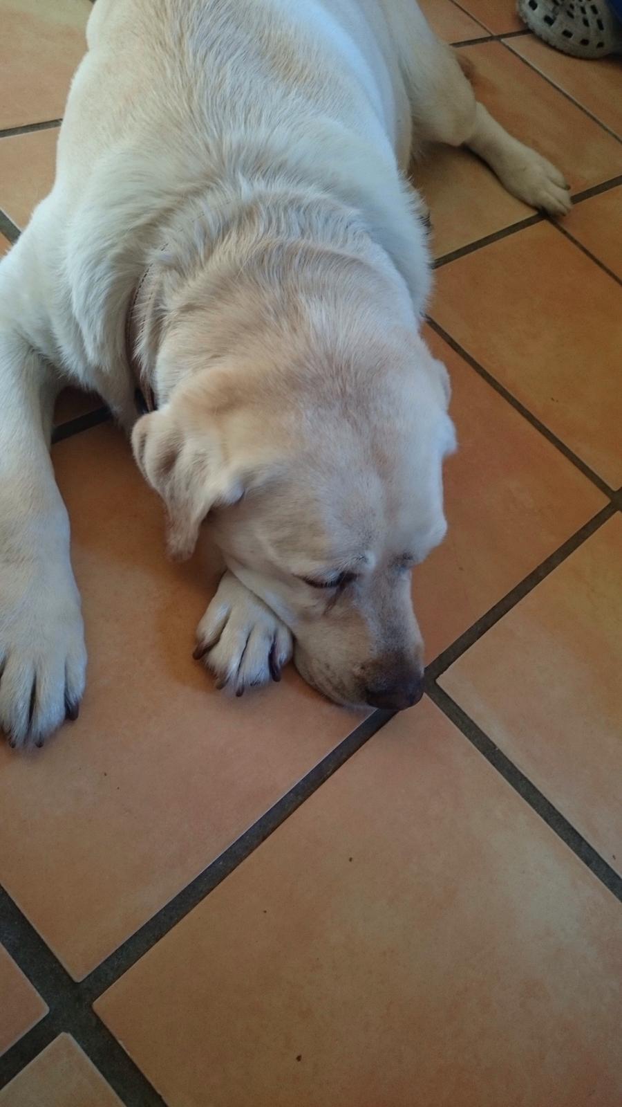 Labrador retriever Jeff <3 <3 billede 14