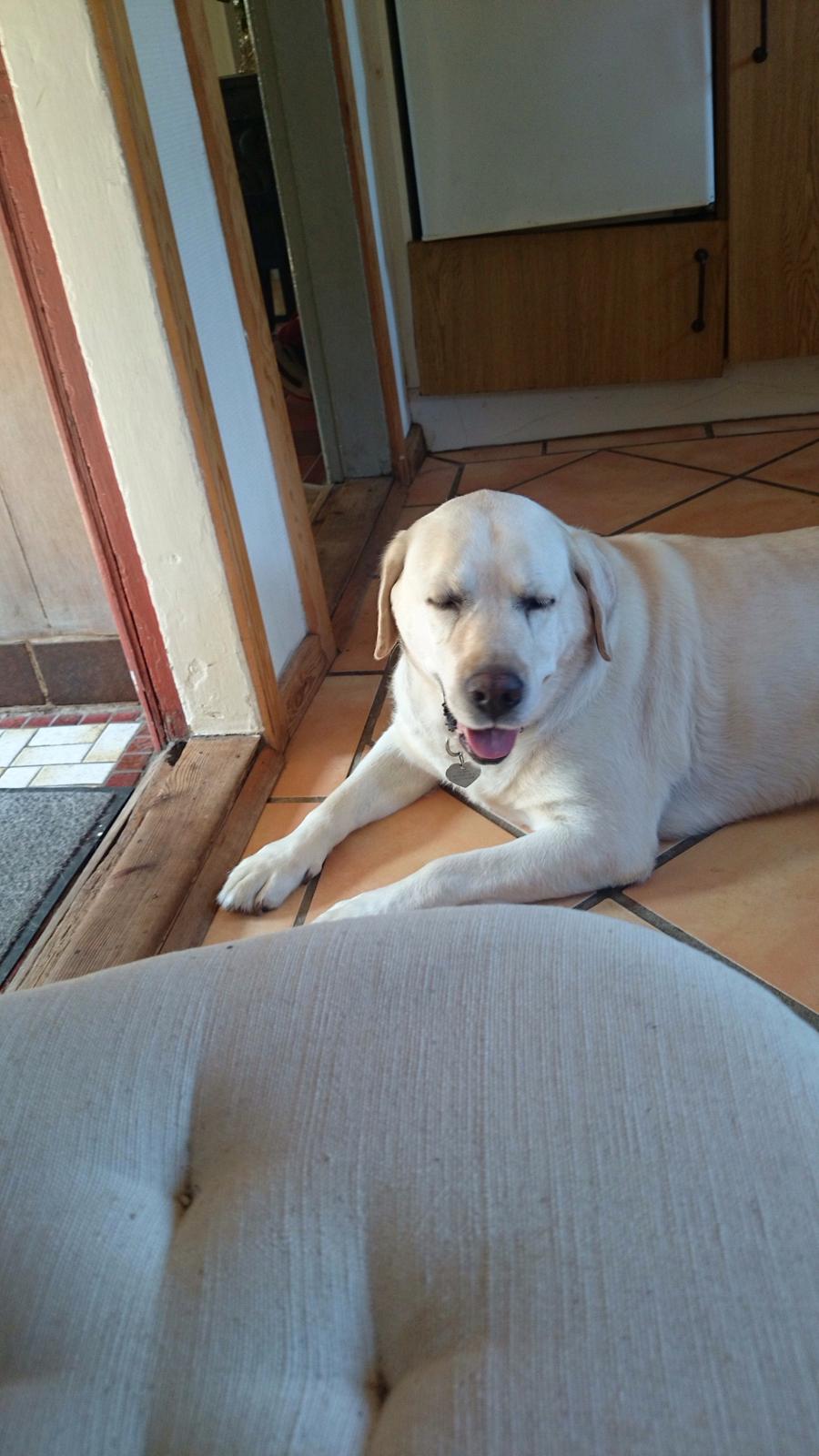 Labrador retriever Jeff <3 <3 billede 15