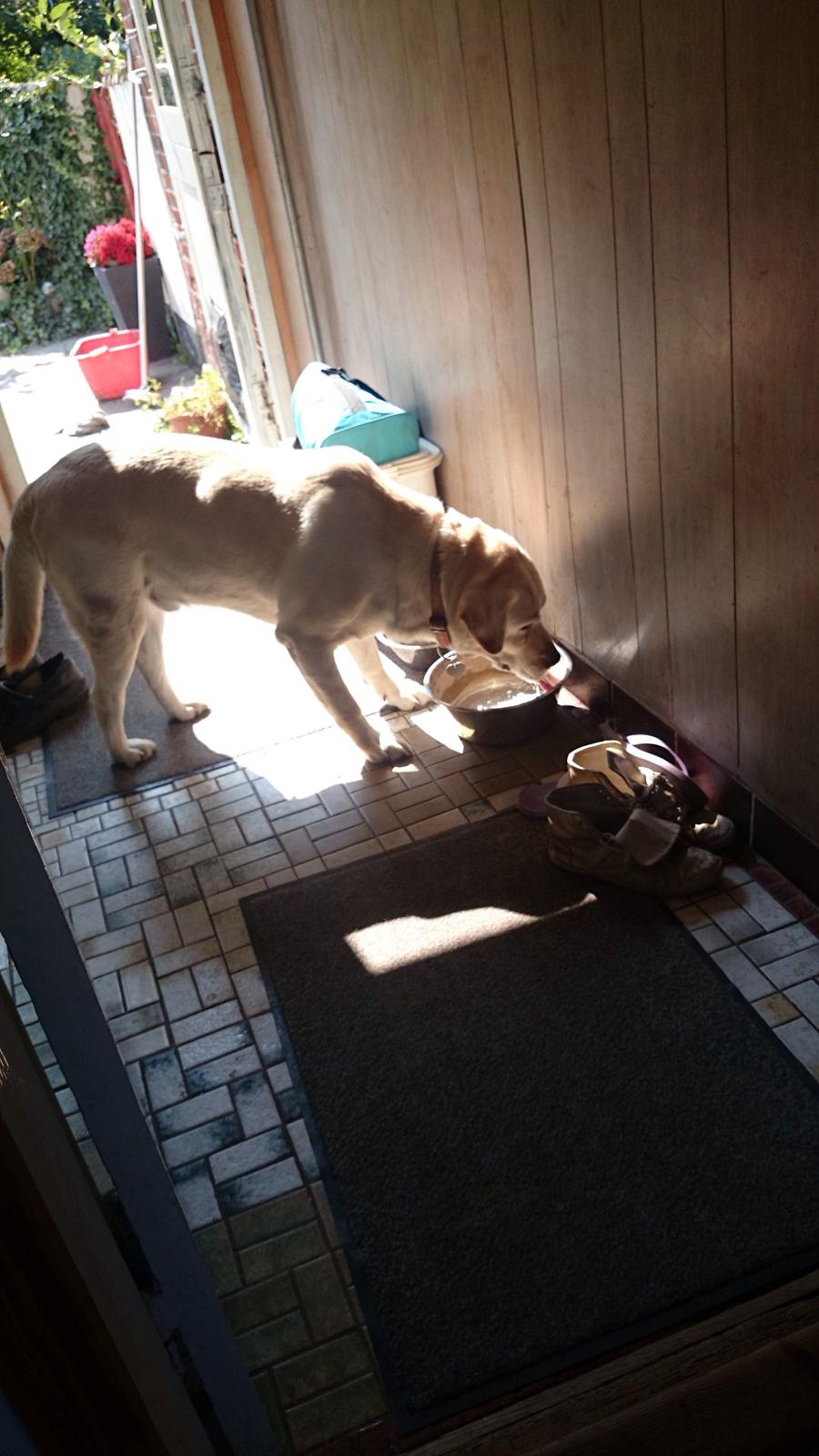 Labrador retriever Jeff <3 <3 billede 16