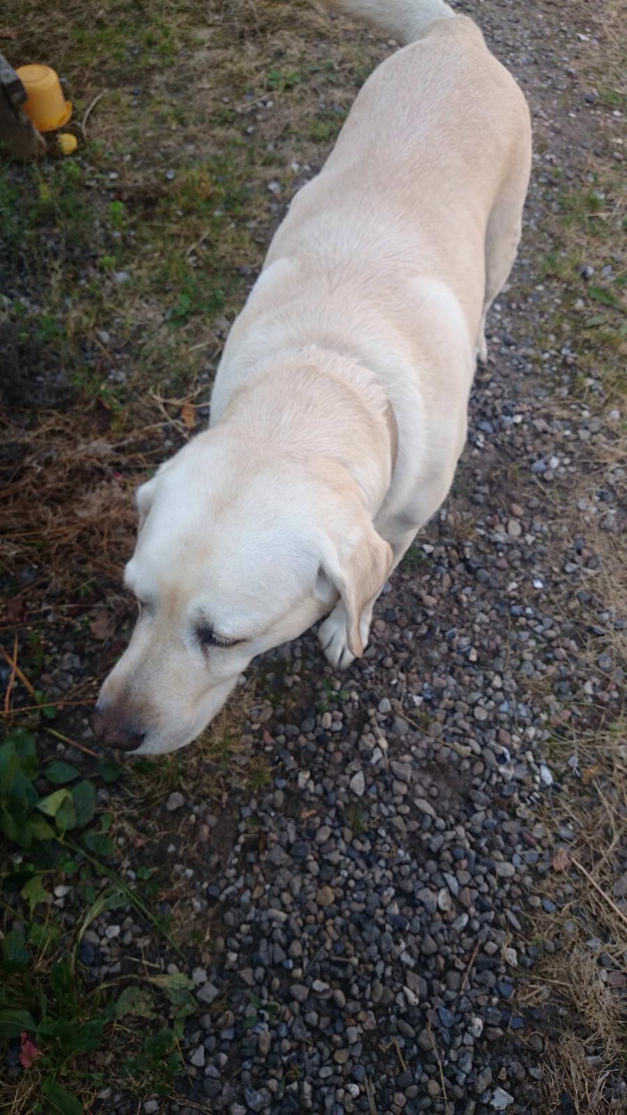 Labrador retriever Jeff <3 <3 billede 17