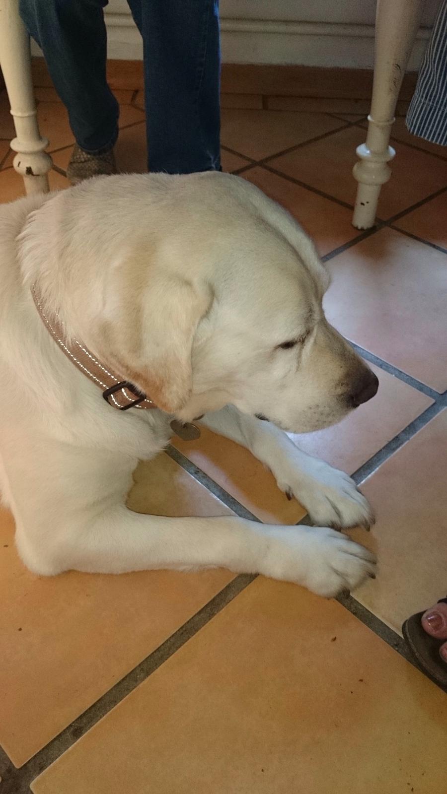 Labrador retriever Jeff <3 <3 billede 18