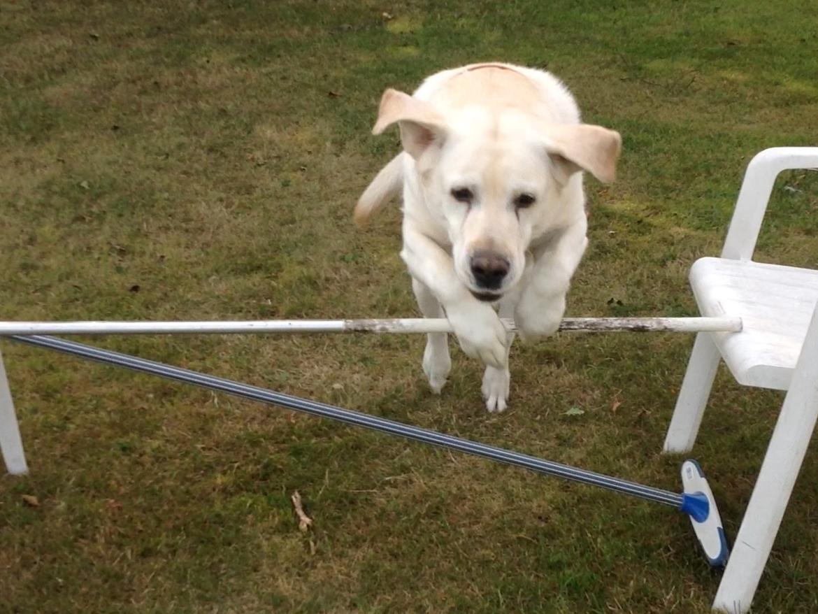 Labrador retriever Jeff <3 <3 billede 19