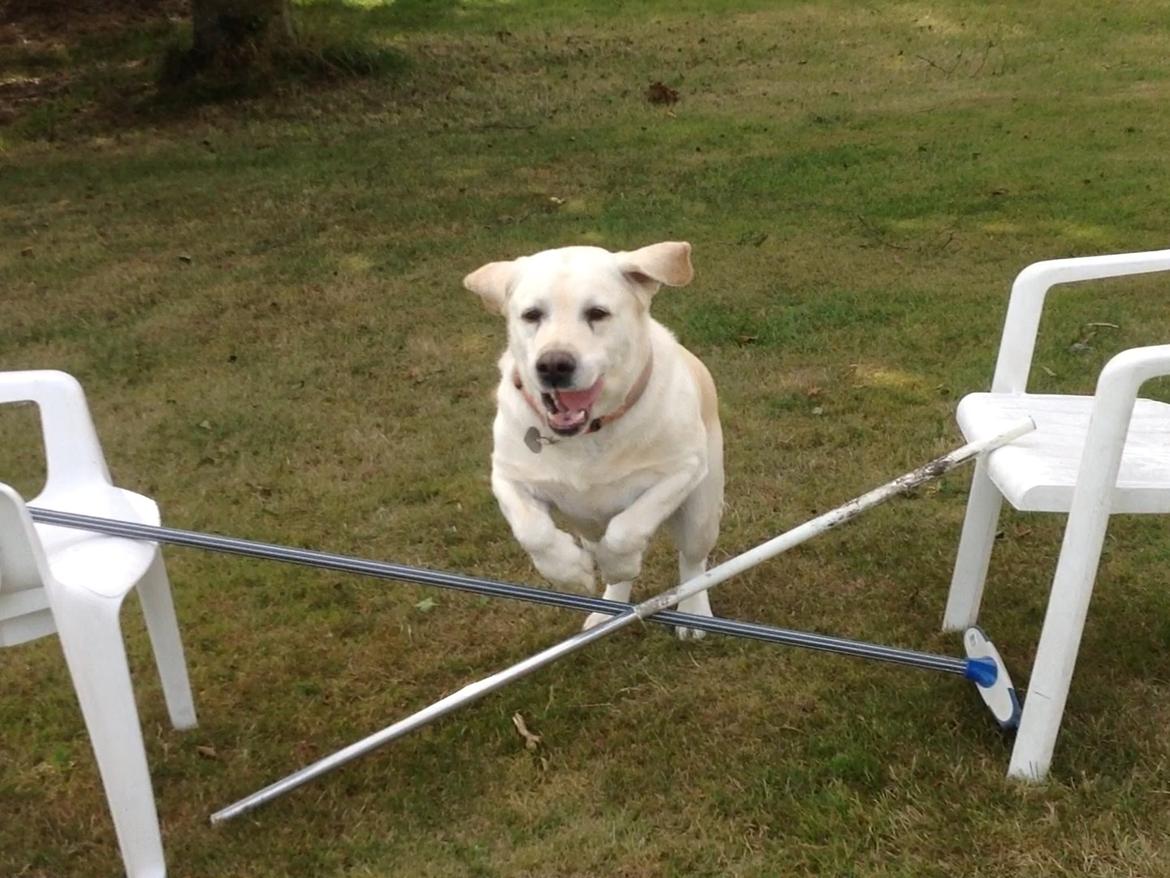 Labrador retriever Jeff <3 <3 billede 20