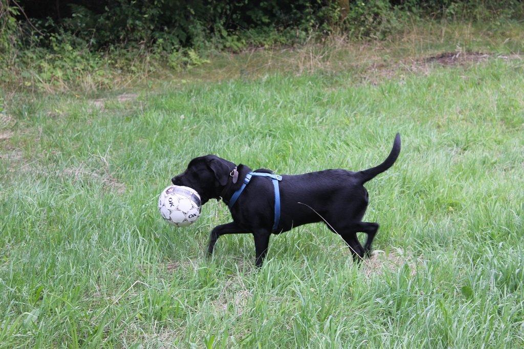 Labrador retriever Obelix billede 19
