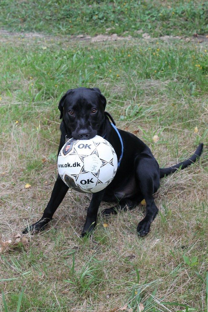 Labrador retriever Obelix billede 18