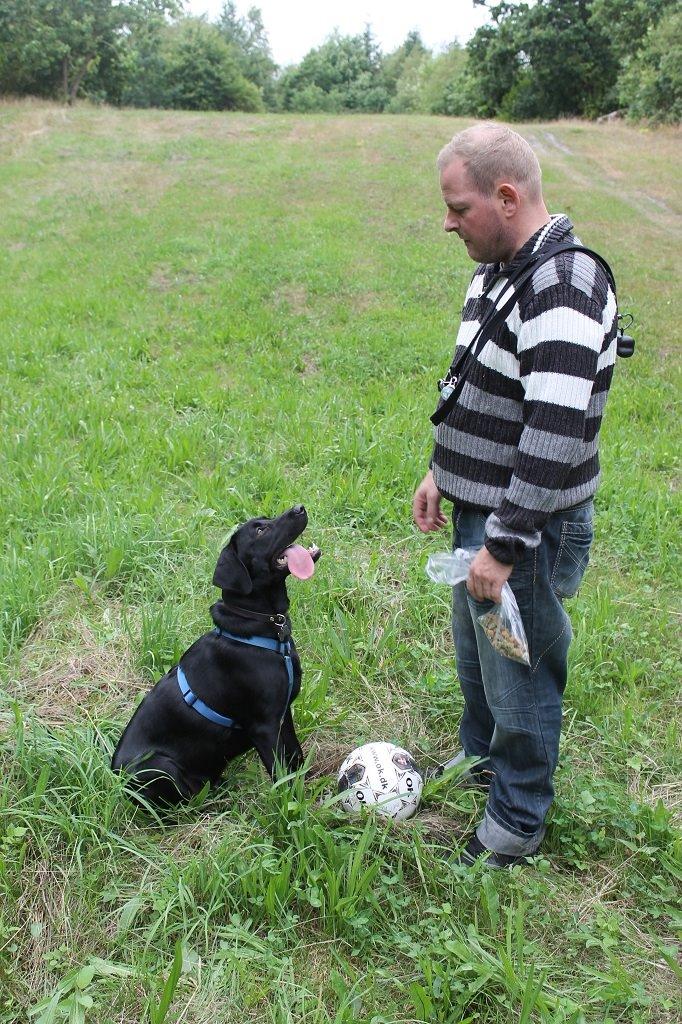 Labrador retriever Obelix billede 20
