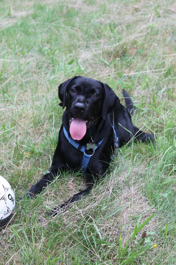 Labrador retriever Obelix billede 21