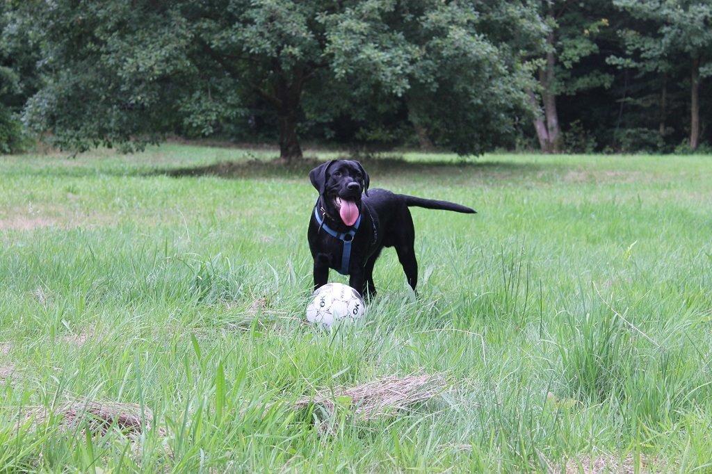 Labrador retriever Obelix billede 22