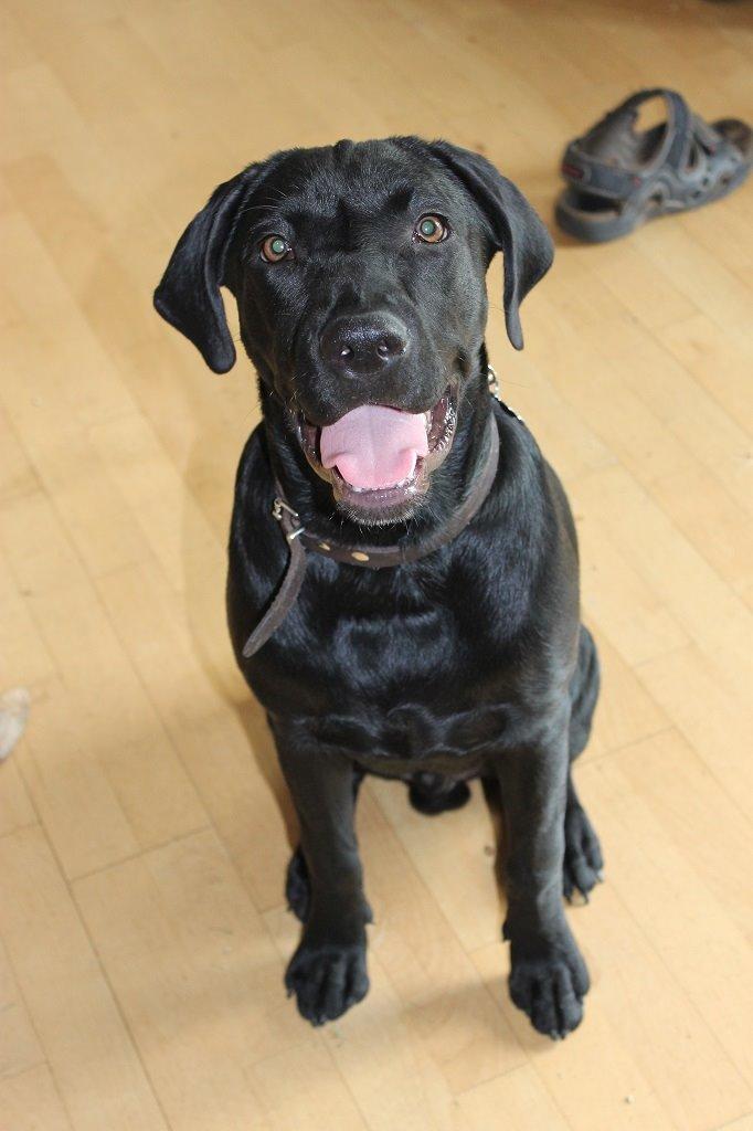 Labrador retriever Obelix billede 23