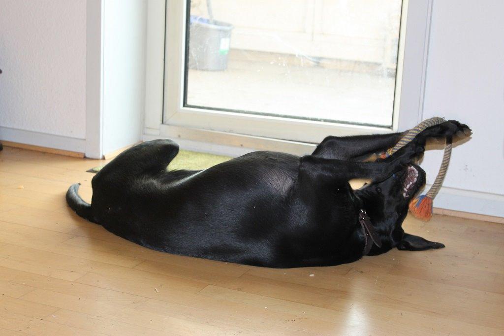 Labrador retriever Obelix billede 24