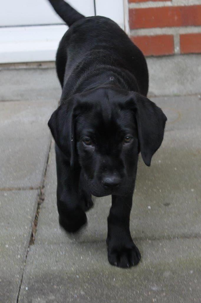 Labrador retriever Obelix billede 25