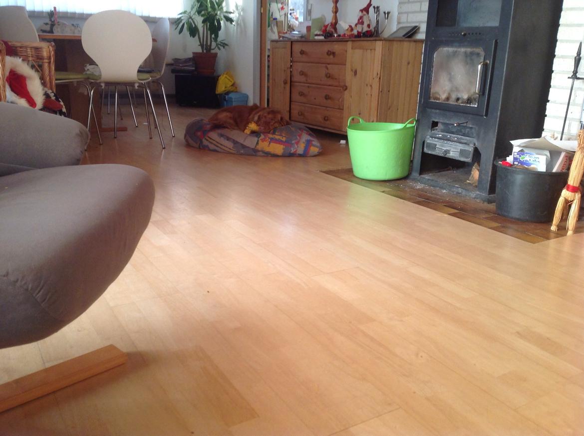 Blanding af racer Jacki billede 2