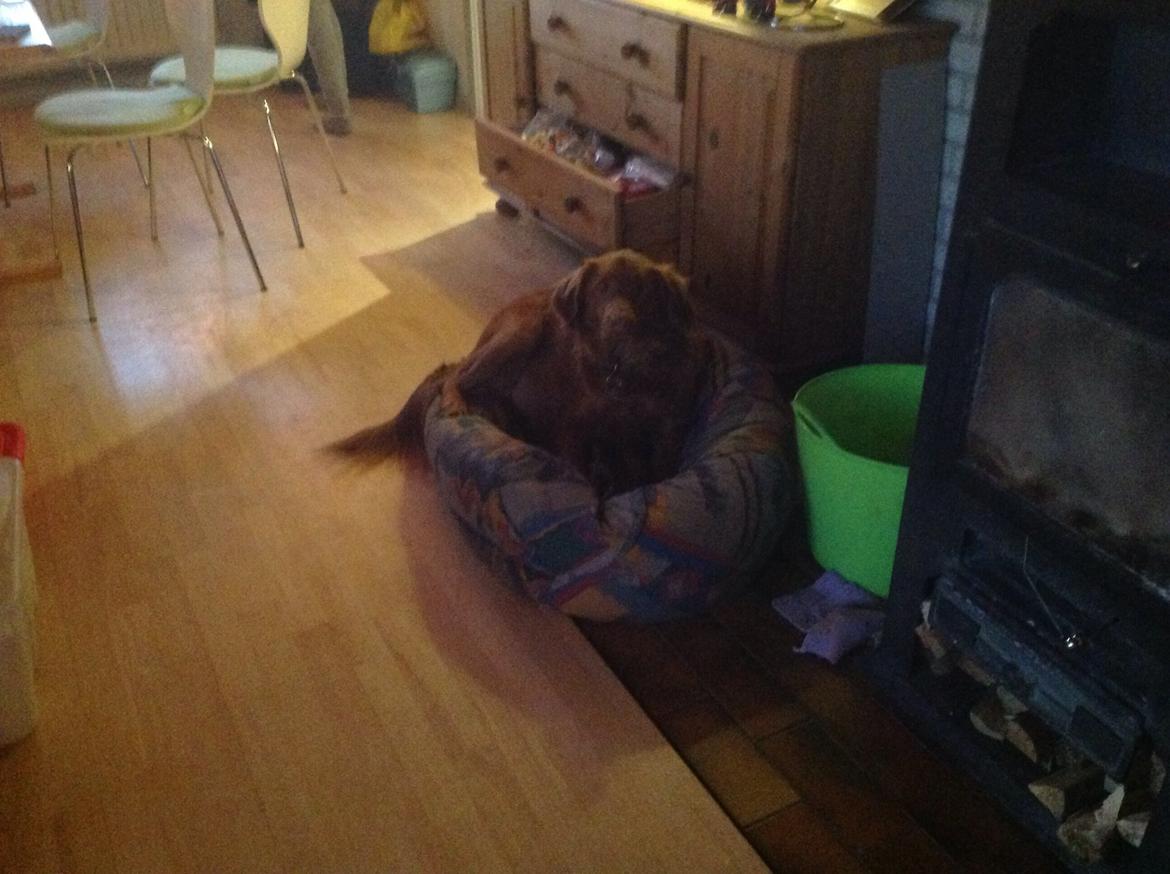 Blanding af racer Jacki billede 1