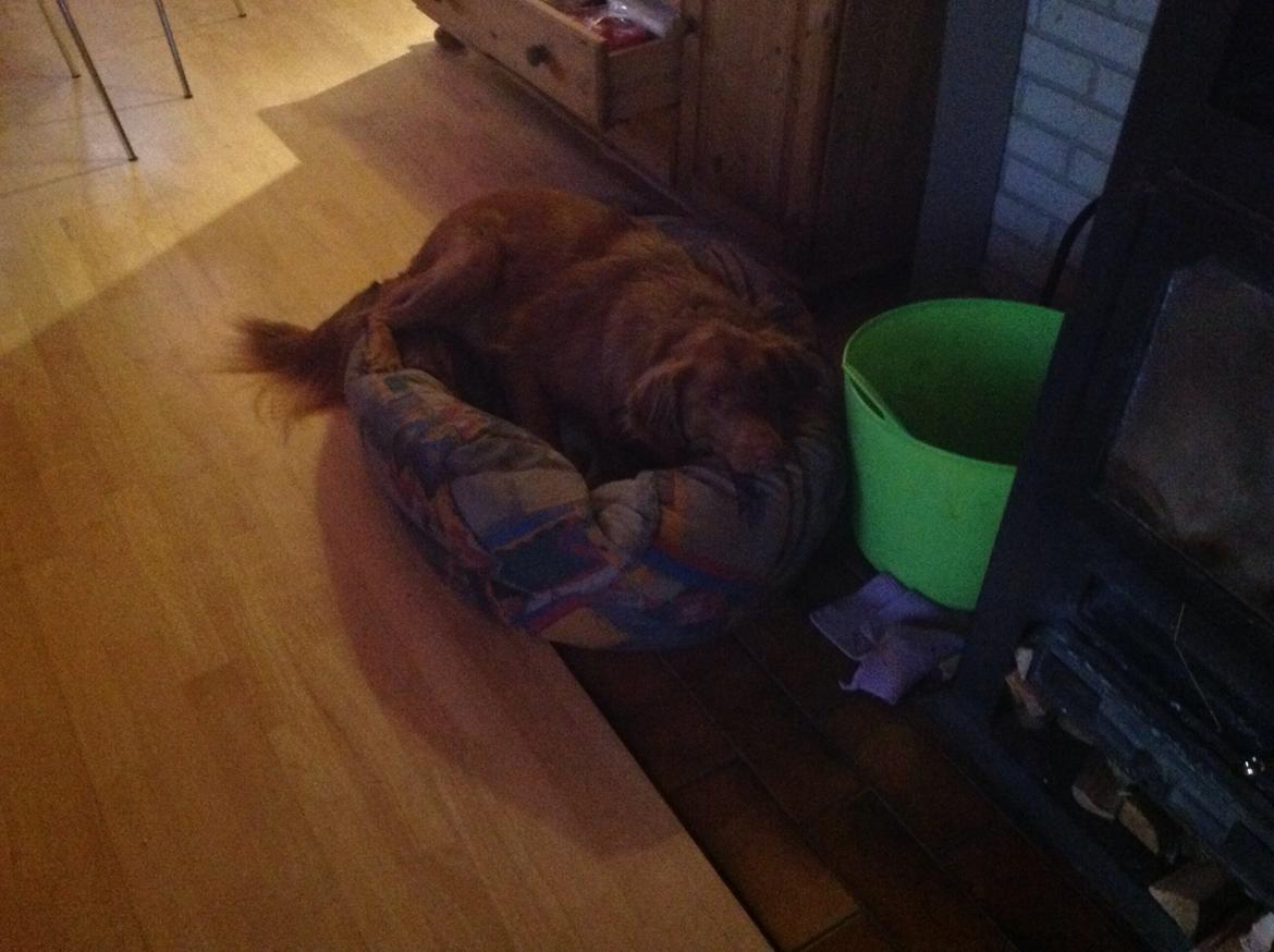 Blanding af racer Jacki billede 3