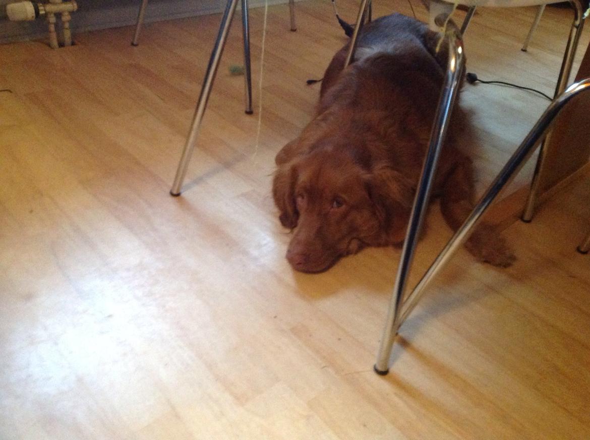 Blanding af racer Jacki billede 4