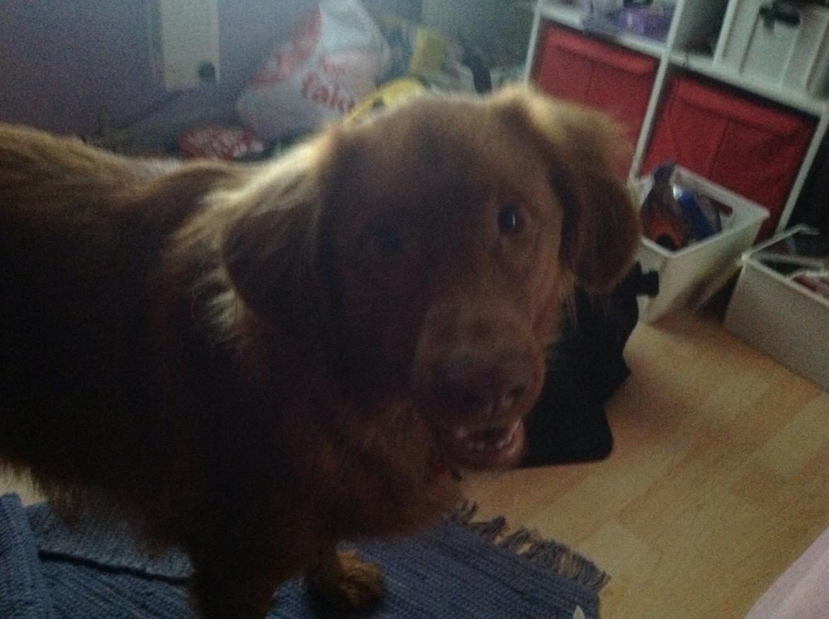 Blanding af racer Jacki billede 5