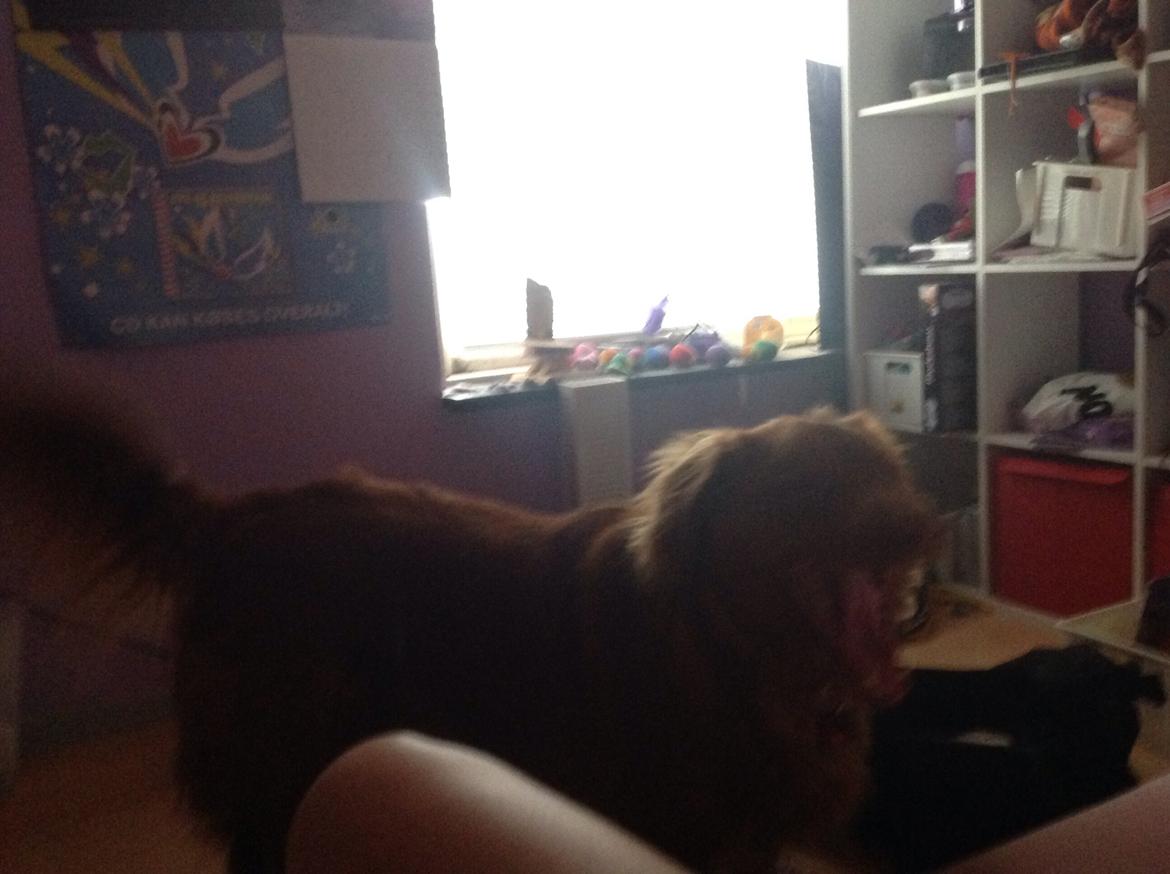 Blanding af racer Jacki billede 6