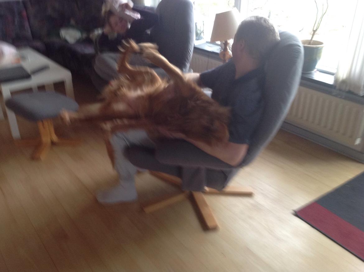 Blanding af racer Jacki billede 8