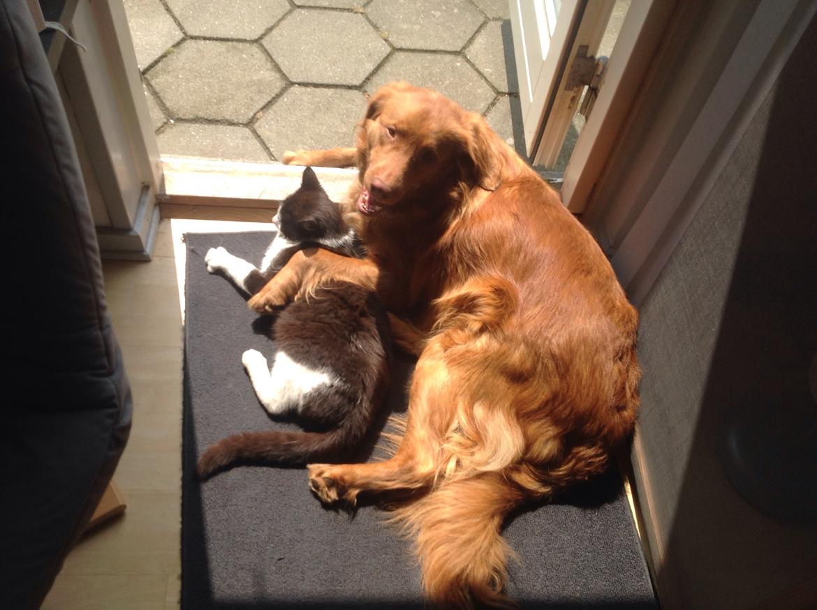 Blanding af racer Jacki billede 9