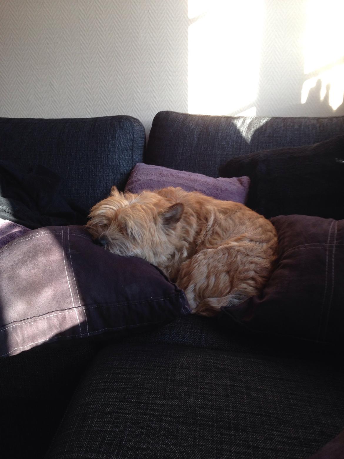 Cairn terrier Max billede 1