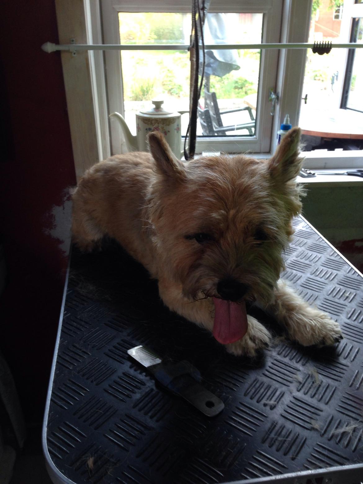 Cairn terrier Max billede 2