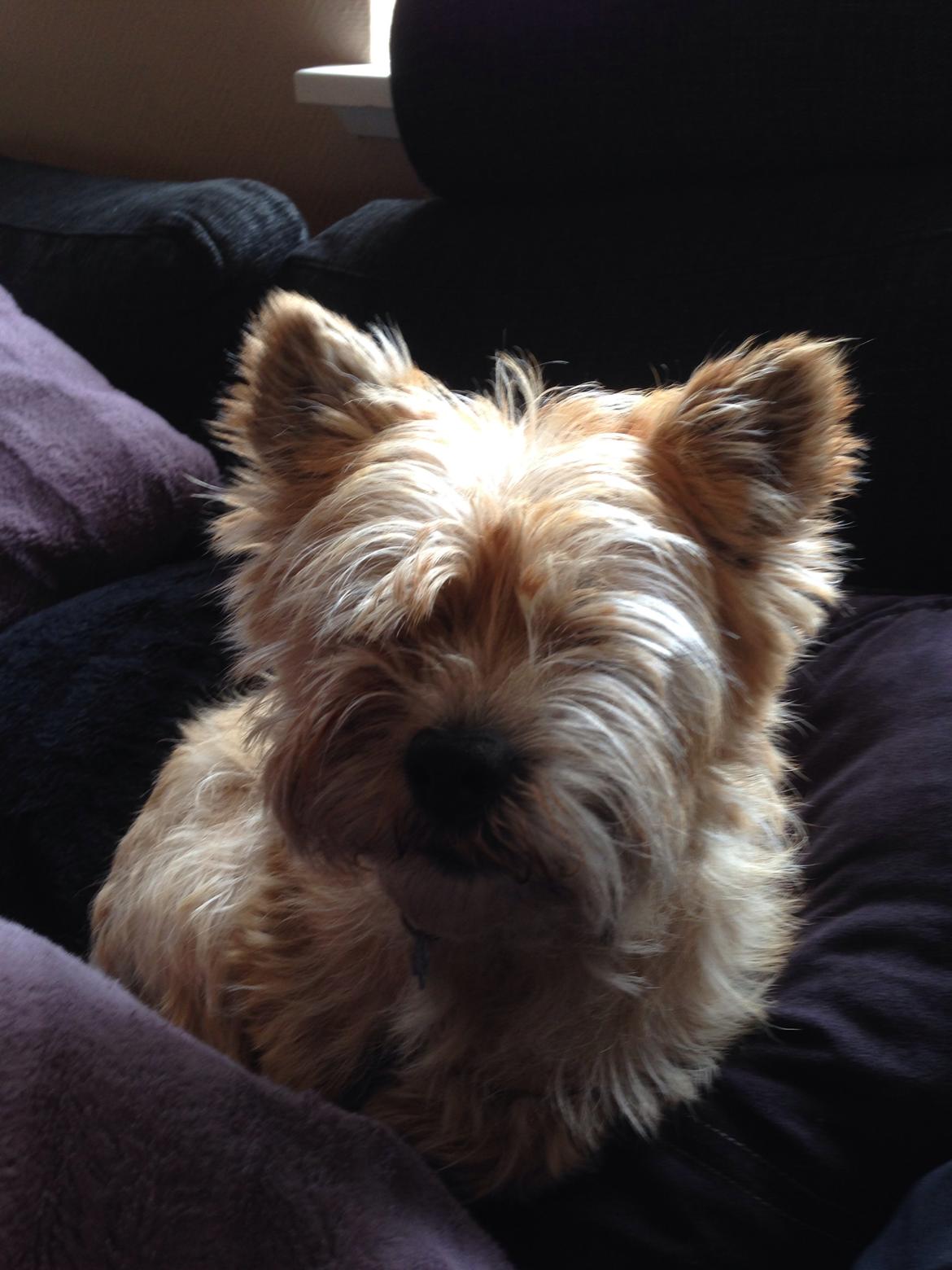Cairn terrier Max billede 3